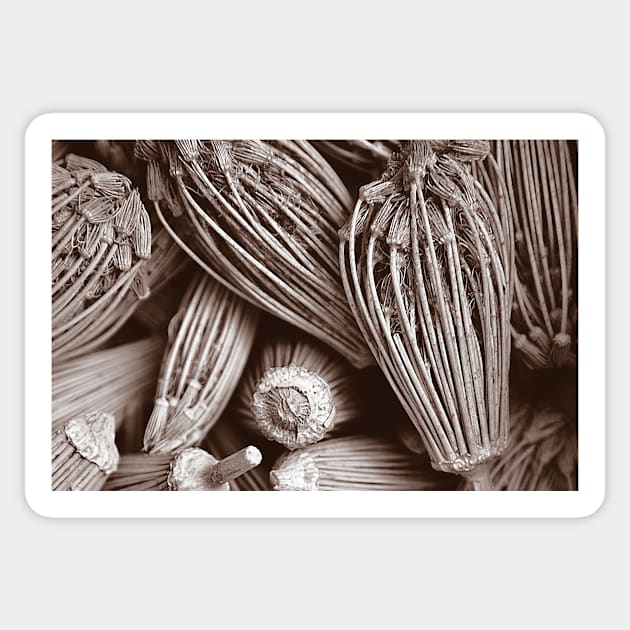 Seed Heads - a sepia-tinted image Sticker by sleepingdogprod